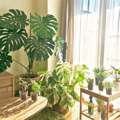 拍照站位 房間可以放植物嗎